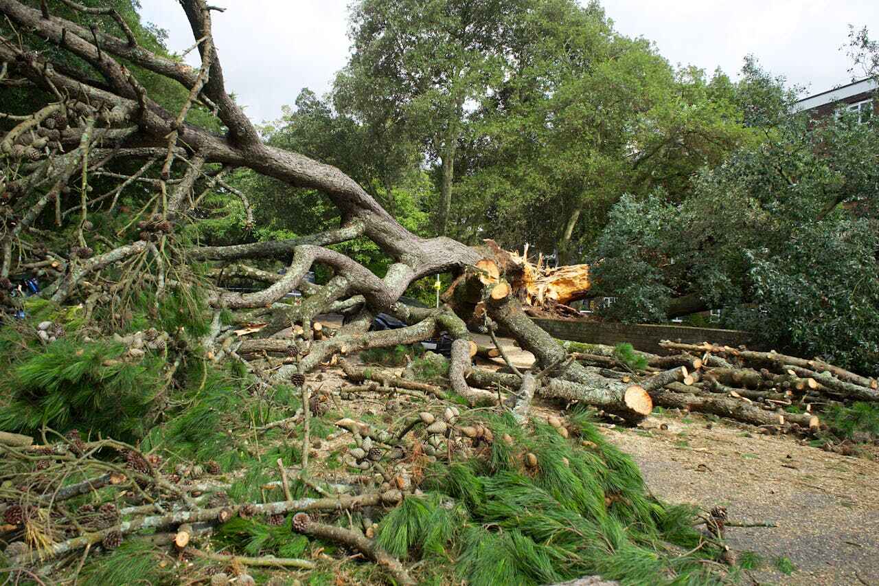 Best Tree Branch Trimming  in Reinholds, PA